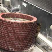 ヒメ日記 2026/01/29 06:16 投稿 しょうり 熟女家 京橋店