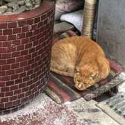 ヒメ日記 2026/02/12 09:59 投稿 しょうり 熟女家 京橋店