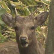 しょうり 今度はシカ⁉️ 熟女家 京橋店