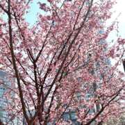 ヒメ日記 2026/03/15 11:01 投稿 ヒナタ マテリアル