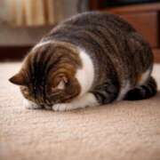 ヒメ日記 2026/03/30 16:17 投稿 みわ 千葉人妻セレブリティ（ユメオト）