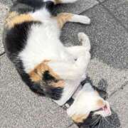 ヒメ日記 2026/04/26 13:25 投稿 みわ 千葉人妻セレブリティ（ユメオト）