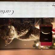 ひつじ かわいい クラブリリー