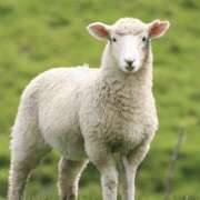 ヒメ日記 2025/12/23 13:04 投稿 ひつじ クラブリリー