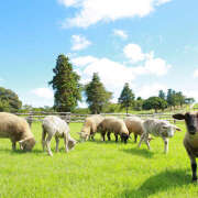 ヒメ日記 2026/01/04 12:30 投稿 ひつじ クラブリリー