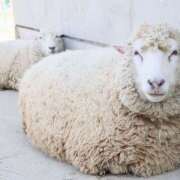 ヒメ日記 2026/02/05 13:00 投稿 ひつじ クラブリリー