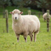 ヒメ日記 2026/02/20 13:02 投稿 ひつじ クラブリリー