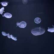 ヒメ日記 2025/11/20 19:33 投稿 ぽぽ 素人しか勝たん！柏店（超恋人型空間デリヘル）