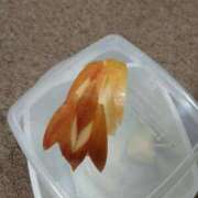 ヒメ日記 2025/11/18 23:12 投稿 川村（かわむら） 熟女の風俗最終章 名古屋店