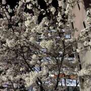 ヒメ日記 2026/04/09 23:33 投稿 赤星 ほたる La elf（ラ・エルフ）