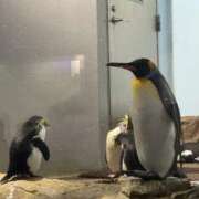 夏音／かの 何考えているのか？🐧 大宮人妻セレブリティ（ユメオト）