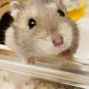 ヒメ日記 2025/11/15 18:46 投稿 東雲みい エステdeシンデレラ横浜（シンデレラグループ）