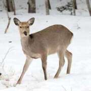 ヒメ日記 2025/11/30 09:34 投稿 こよみ もしも清楚な20、30代の妻とキスイキできたら横浜店