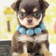 ヒメ日記 2025/12/08 14:34 投稿 こよみ もしも清楚な20、30代の妻とキスイキできたら横浜店