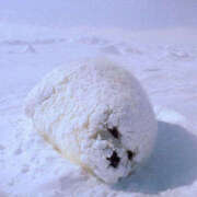 こよみ おはようございます? もしも清楚な20、30代の妻とキスイキできたら横浜店