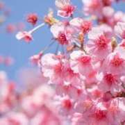 ヒメ日記 2026/02/03 22:14 投稿 こよみ もしも清楚な20、30代の妻とキスイキできたら横浜店