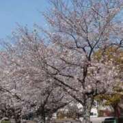 ヒメ日記 2026/03/01 12:11 投稿 はのん プレミアム(福原)