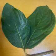 ヒメ日記 2025/12/21 10:28 投稿 白谷 久実 人妻セレブ宮殿