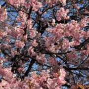 ヒメ日記 2026/02/18 15:12 投稿 白谷 久実 人妻セレブ宮殿