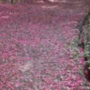 ヒメ日記 2026/03/07 11:05 投稿 白谷 久実 人妻セレブ宮殿