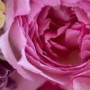 ヒメ日記 2026/03/07 13:15 投稿 白谷 久実 人妻セレブ宮殿