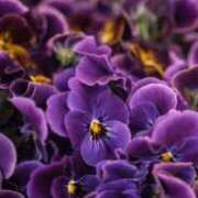 ヒメ日記 2026/03/12 00:26 投稿 白谷 久実 人妻セレブ宮殿