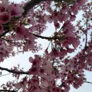 白谷 久実 🫧💭‎✮*｡ﾟ夢💤💭🌠‎✮*｡ﾟ 人妻セレブ宮殿