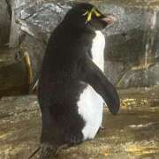 ヒメ日記 2025/11/12 22:43 投稿 波内 咲那 人妻セレブ宮殿