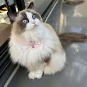 のり 週末 熟女の風俗最終章 宇都宮店