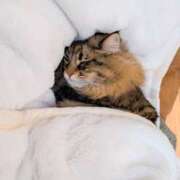 のり ゴロゴロしてます 熟女の風俗最終章 宇都宮店