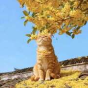 のり 一粒万倍日 熟女の風俗最終章 宇都宮店