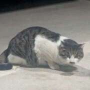 きらら にゃんこちゃんです 奥鉄オクテツ神奈川店（デリヘル市場グループ）