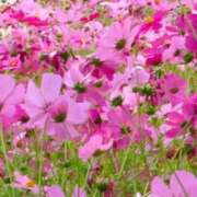 ヒメ日記 2025/11/19 07:07 投稿 くるみ 完熟ばなな 立川