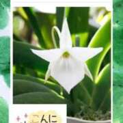 ヒメ日記 2025/11/22 10:22 投稿 いぶき 吉祥寺おかあさん