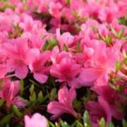 ヒメ日記 2026/04/18 11:42 投稿 のの 熟女家 京橋店