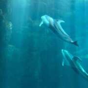 ヒメ日記 2026/04/01 13:30 投稿 なぎさ 電車ごっこ