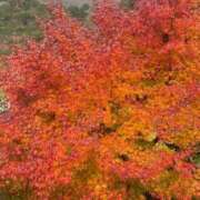 ヒメ日記 2025/12/02 15:22 投稿 めと コートダジュール