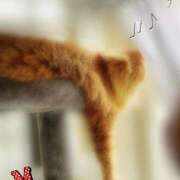 ヒメ日記 2026/01/11 18:01 投稿 みやこ トマトなび