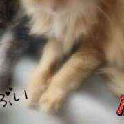 ヒメ日記 2026/03/25 10:19 投稿 みやこ トマトなび