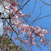 ヒメ日記 2026/03/04 08:42 投稿 あさひ　奥様 SUTEKIな奥様は好きですか?