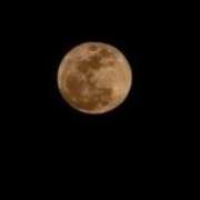 ゆずき ピンクムーン シャロン横浜