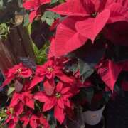 みつき もうすぐクリスマス🎄 みこすり半道場 大阪店