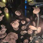 国分ももな 12月5日 恋する妻たち