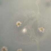 ヒメ日記 2025/12/02 14:08 投稿 あかり One More 奥様　池袋店