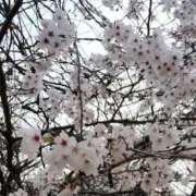 ヒメ日記 2026/04/03 12:31 投稿 押野 秋華 人妻セレブ宮殿