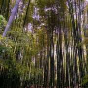 ヒメ日記 2025/11/17 10:22 投稿 藤森　りえ かりそめ