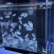 ヒメ日記 2025/12/29 15:51 投稿 泉　みか かりそめ