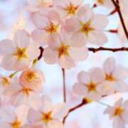 ヒメ日記 2026/03/09 13:36 投稿 みら 脱がされたい人妻 町田・相模原店