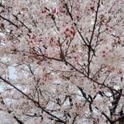 ヒメ日記 2026/04/23 09:43 投稿 りんか みるくDX