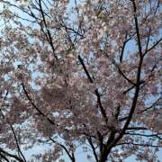 ヒメ日記 2026/03/30 11:25 投稿 間宮 HERMINE-エルミネ-